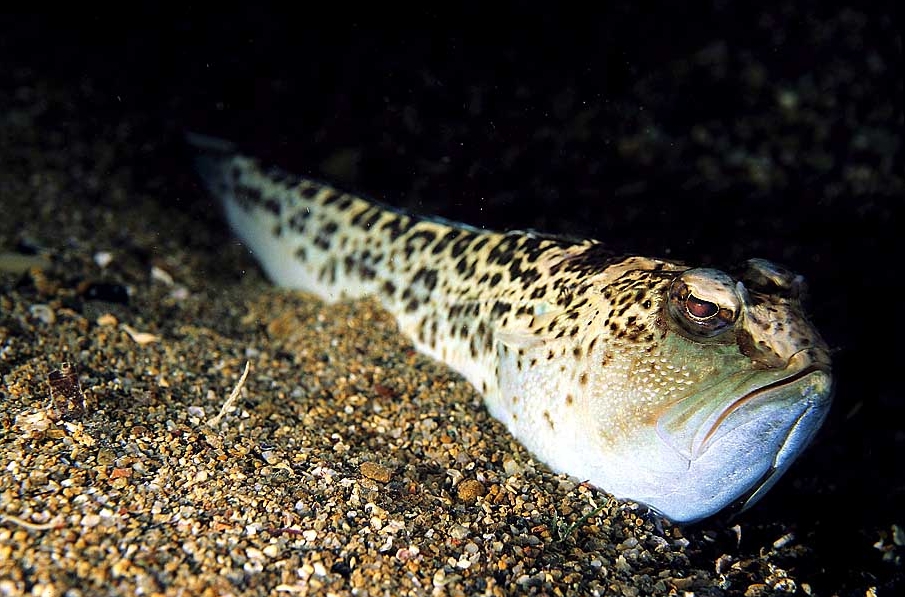 Trachinus radiatus (Tracina raggiata)